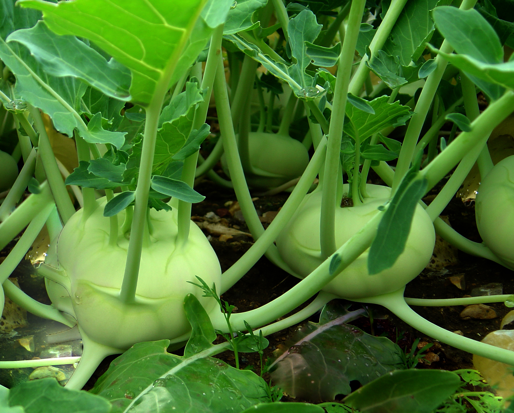 Kohlrabi